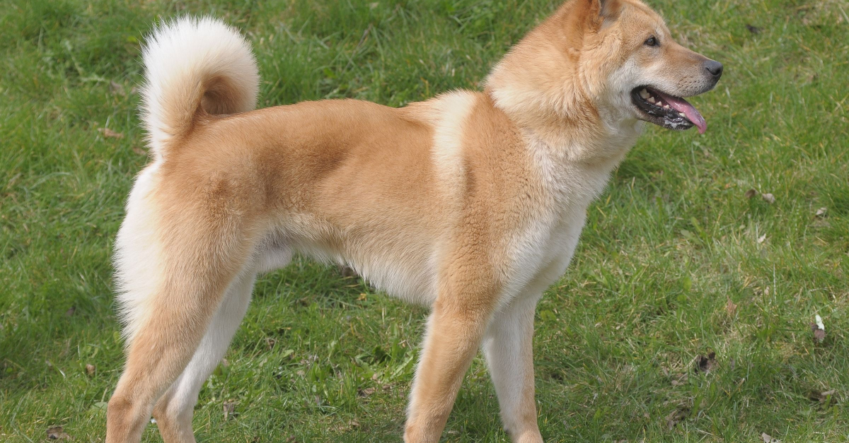 Chien Jindo Coréen caractère, santé, alimentation, prix et entretien