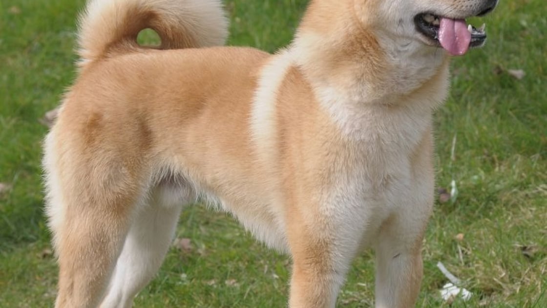 Chien Jindo Coreen Caractere Sante Alimentation Prix Et Entretien