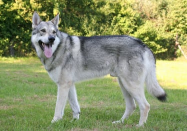 Photo : chien de race Chien Loup de Saarloos sur Woopets