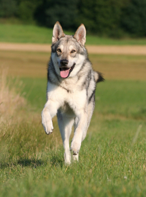 Photo : chien de race Chien Loup de Saarloos sur Woopets