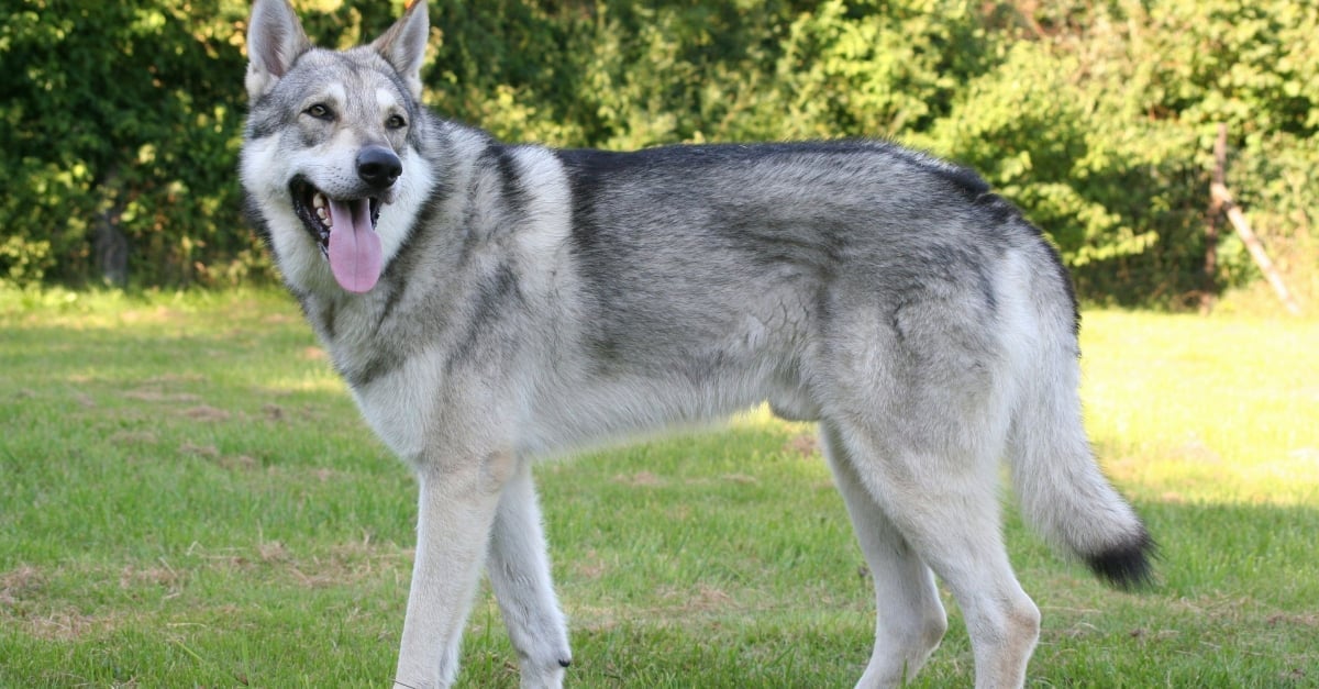 Le chien loup tchécoslovaque, une race de chien sensible !