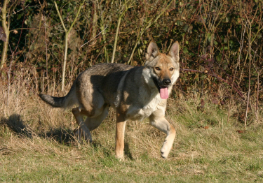 Photo : chien de race Chien Loup Tchécoslovaque sur Woopets