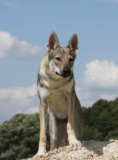 Photo : chien de race Chien Loup Tchécoslovaque sur Woopets