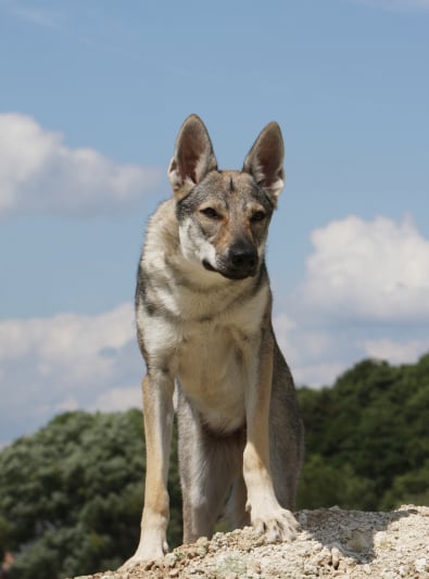 Chien Loup Tchécoslovaque Caractère Santé Alimentation