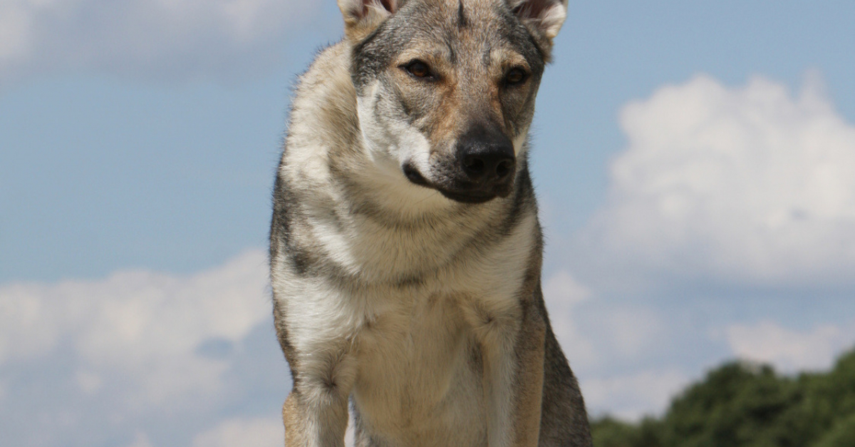 Chien Loup Tchécoslovaque Caractère Santé Alimentation