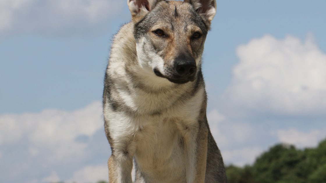 Chien Loup Tchecoslovaque Caractere Sante Alimentation Prix Et Entretien