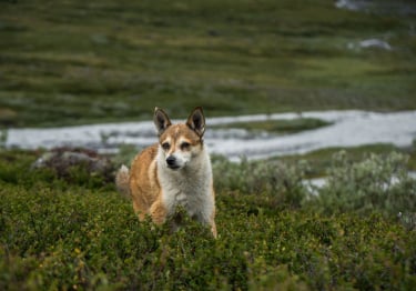 Photo : chien de race Chien norvégien de Macareux sur Woopets