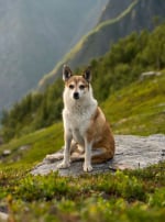 Photo : chien de race Chien norvégien de Macareux sur Woopets