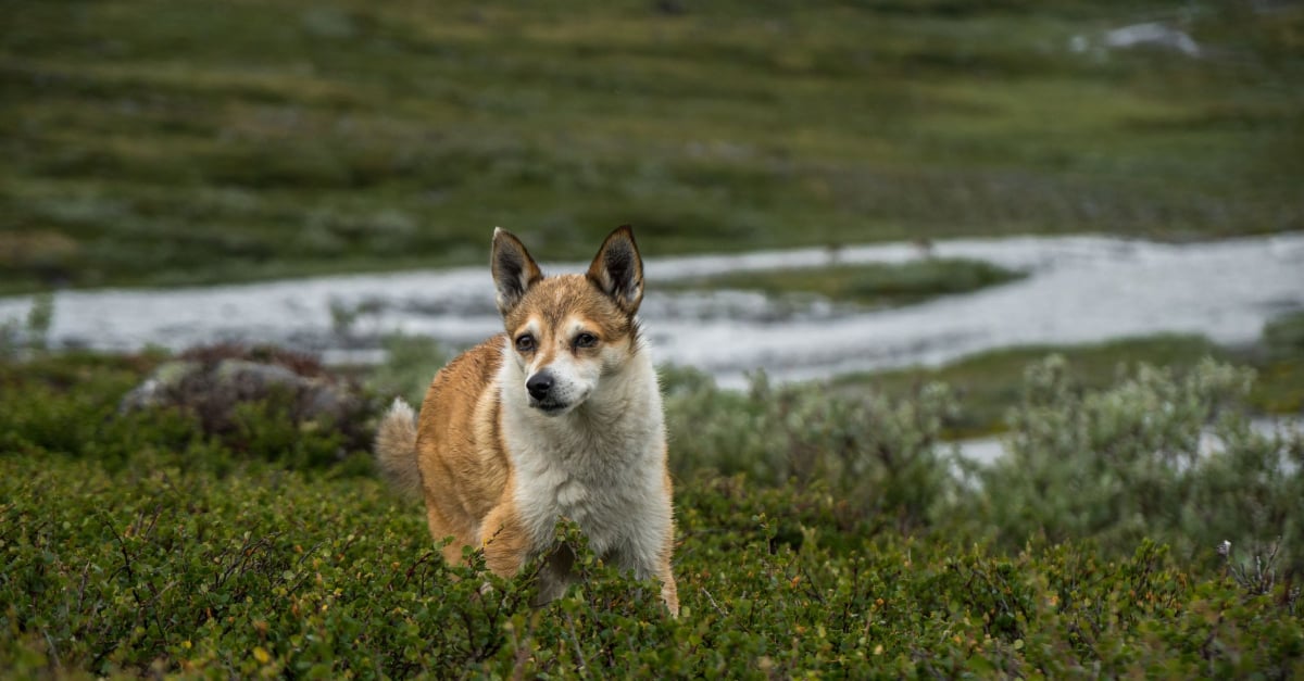Chien norvégien de Macareux : caractère, santé, alimentation, prix 