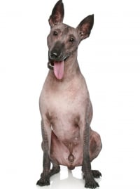 Illustration de la race "Chien nu du Pérou"