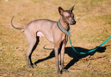 Photo : chien de race Chien nu mexicain sur Woopets