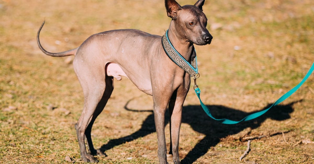 Chien nu mexicain : caractère, santé, alimentation, prix et entretien