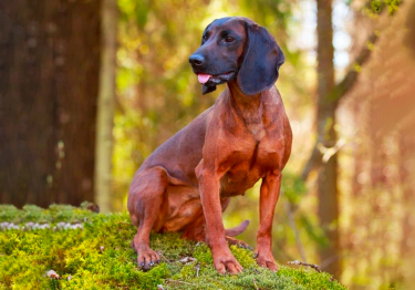 Photo : chien de race Chien rouge de Bavière sur Woopets