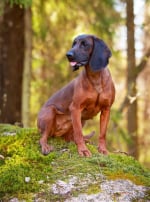 Photo : chien de race Chien rouge de Bavière sur Woopets