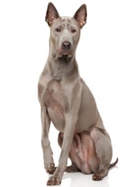 Illustration de la race "Chien thaïlandais"