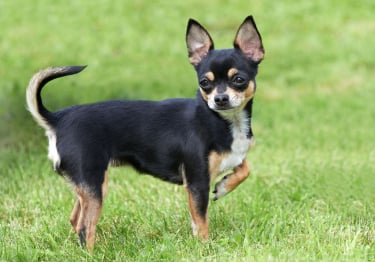 Photo : chien de race Chihuahua sur Woopets