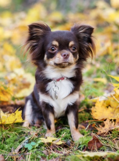 Photo : chien de race Chihuahua sur Woopets