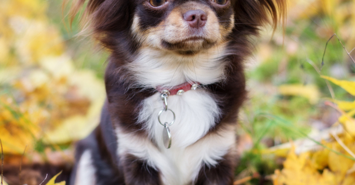 Chihuahua Caractère Santé Alimentation Prix Et Entretien