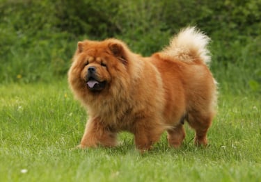 Photo : chien de race Chow Chow sur Woopets