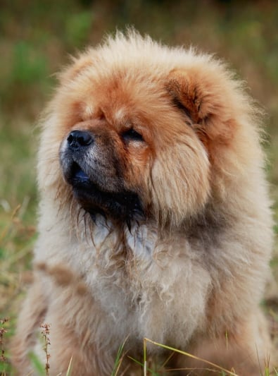 Chow Chow Caractère Santé Alimentation Prix Et Entretien