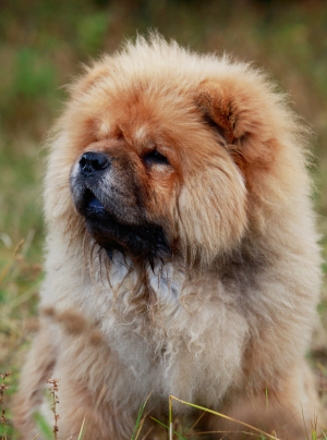 Photo : chien de race Chow Chow sur Woopets