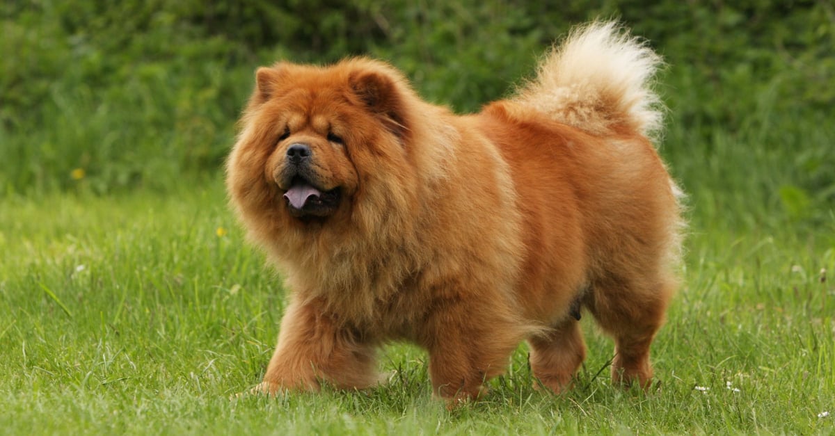 Chow Chow Caractere Sante Alimentation Prix Et Entretien