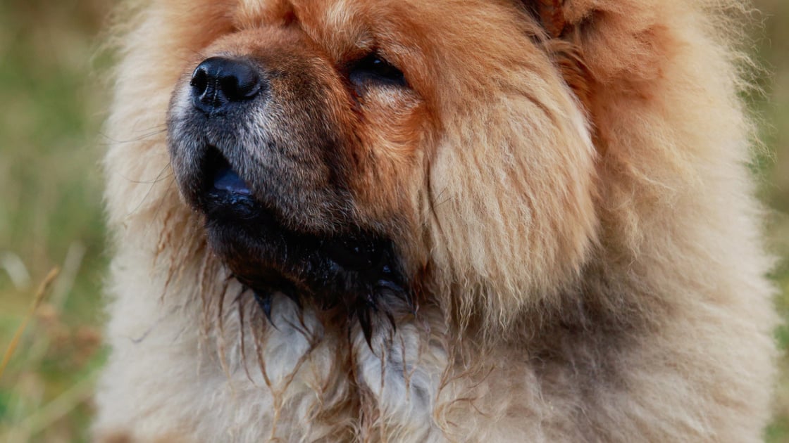 Chow Chow Caractere Sante Alimentation Prix Et Entretien