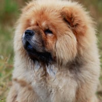 Photo de Chow Chow