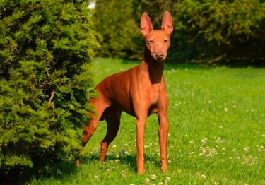 Photo : chien de race Cirneco de l’Etna sur Woopets