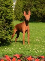 Photo : chien de race Cirneco de l’Etna sur Woopets