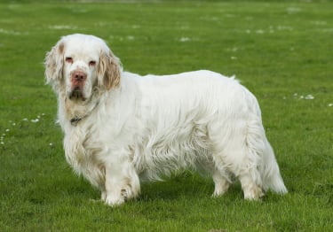 Photo : chien de race Clumber-Spaniel sur Woopets