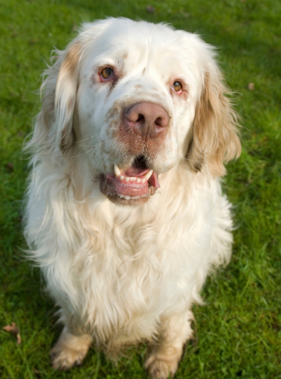 chien clumber spaniel