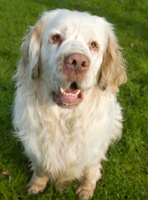 Photo : chien de race Clumber-Spaniel sur Woopets