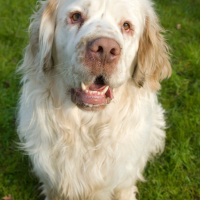 Photo de Clumber-Spaniel