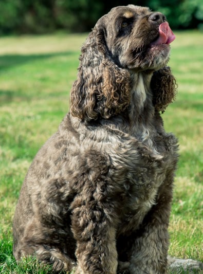 Photo : chien de race Cocker Américain sur Woopets