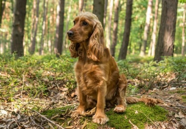 Photo : chien de race Cocker Anglais sur Woopets