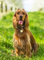 Photo : chien de race Cocker Anglais sur Woopets