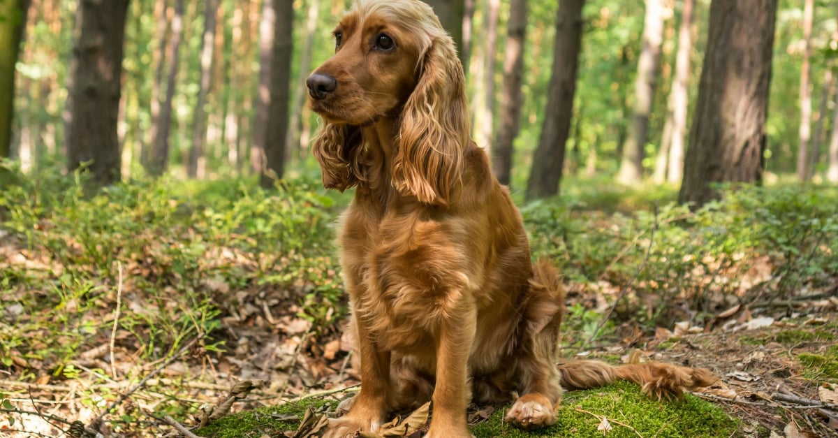Cocker Anglais Caractere Sante Alimentation Prix Et Entretien Cocker Anglais Caractere Sante Alimentation Prix Et Entretien
