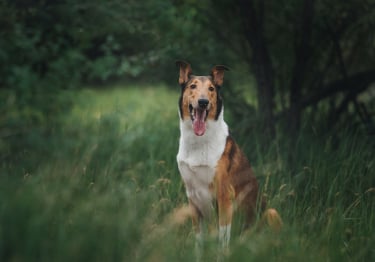 Photo : chien de race Colley à poil court sur Woopets