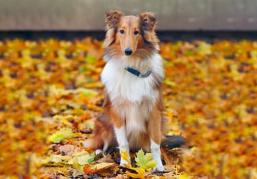 Photo : chien de race Colley à poil long sur Woopets