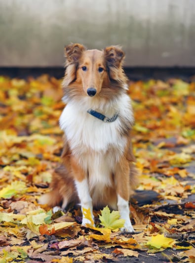 Photo : chien de race Colley à poil long sur Woopets