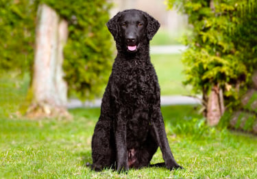 Photo : chien de race Curly Coated Retriever sur Woopets