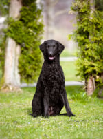 Photo : chien de race Curly Coated Retriever sur Woopets