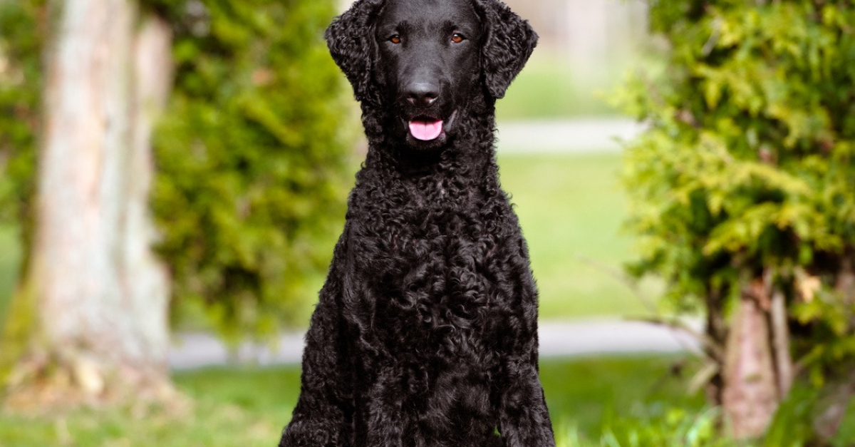 Curly Coated Retriever caractère, santé, alimentation, prix et entretien