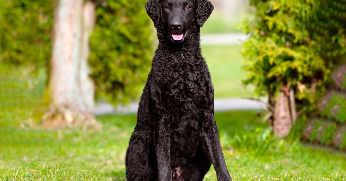 Curly Coated Retriever caractère, santé, alimentation, prix et entretien