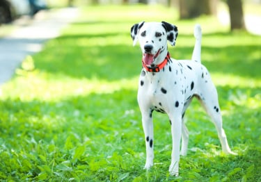 Photo : chien de race Dalmatien sur Woopets