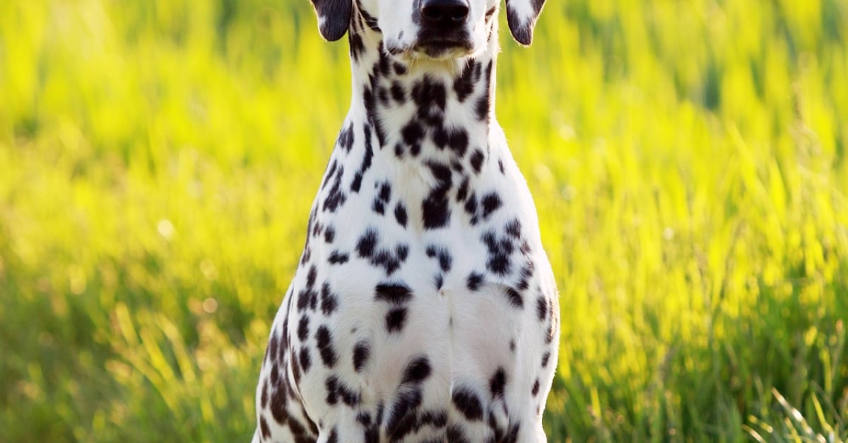 Dalmatien Caractere Sante Alimentation Prix Et Entretien