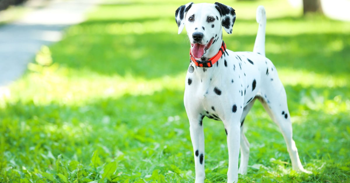 Chien pendulaire Dalmatien - Feu Vert