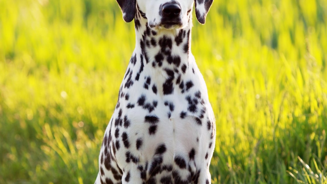 Dalmatien Caractere Sante Alimentation Prix Et Entretien