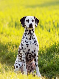 Illustration de la race "Dalmatien"